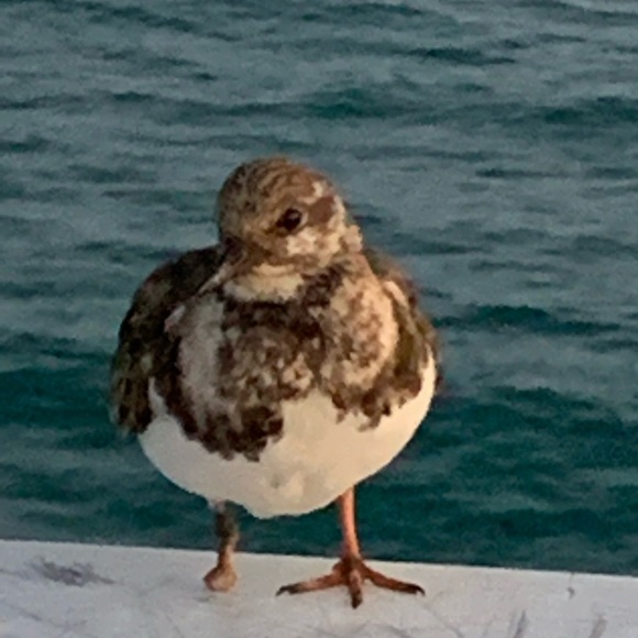 Meet your Posher, Sandra - Picture 1 of 1